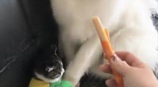 主人问，这火腿肠有毒给谁吃啊，萨摩耶立马把猫拽了过来