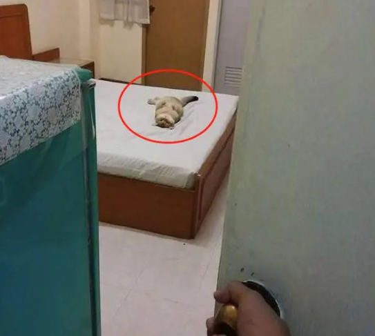 猫咪独自在家3天，网友回家推开门一看，顿时哭笑不得