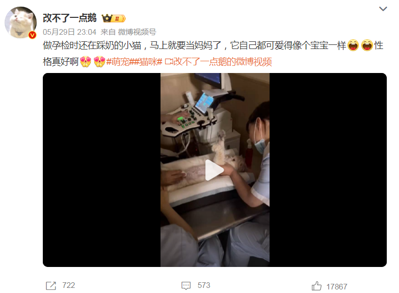 做孕检时还在踩奶的小猫，简直萌化了！
