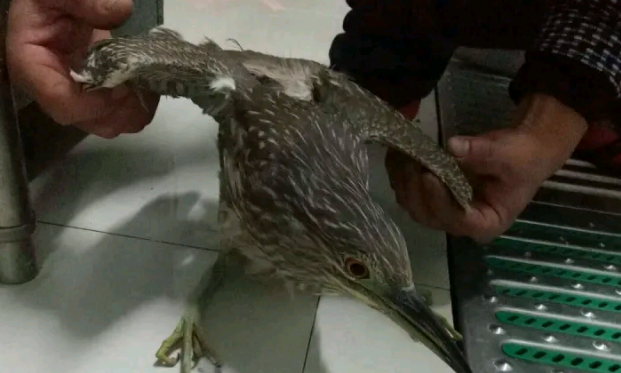 网友正在钓鱼，突然有只大鸟落入水中，家里的老人也没见过 