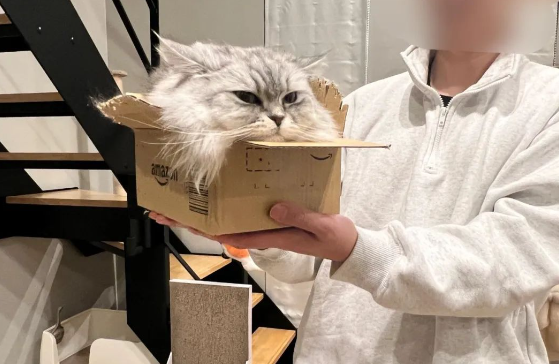 猫咪融化在纸箱，全身只剩一颗头，超诡异画面曝光...