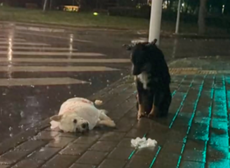 同伴出车祸死去，狗狗冒雨在它身边守了一夜