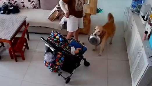 狗狗闻到宝宝拉臭臭了，主动将狗碗叼过来！