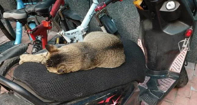 在车棚等待主人下班的猫咪，让网友心生羡慕