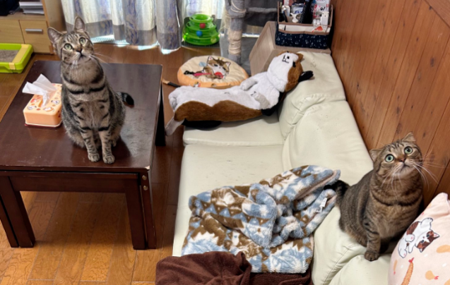 铲屎官疑惑：是不是所有狸花猫都是油头？网友：确定不是你盘油的？