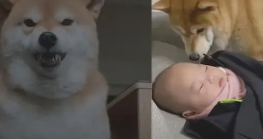 傲娇柴犬一见到婴儿就变贴心“狗保姆”，狗狗这是母爱大发啊！