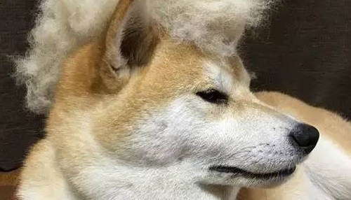 当一只汪被开发了神技能后...