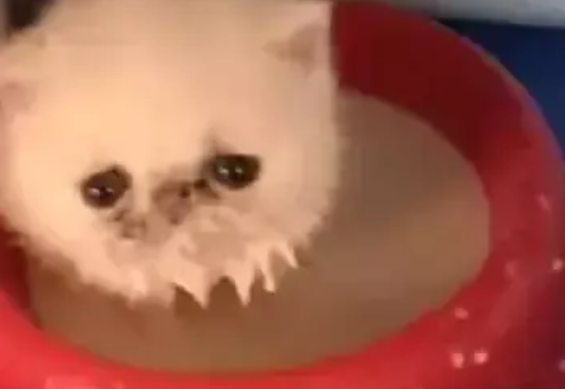 小奶猫误把奶粉当洗澡水，它毫不犹豫往里一蹲，结果就悲剧了