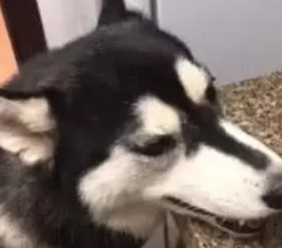 当小二哈被放进锅里，狗妈妈的反应扎心了，嘴角的口水是认真的吗 