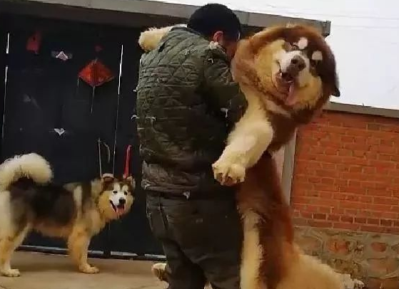 100多斤的阿拉斯加犬撒娇，非要主人抱抱，可给主人累坏了！ 