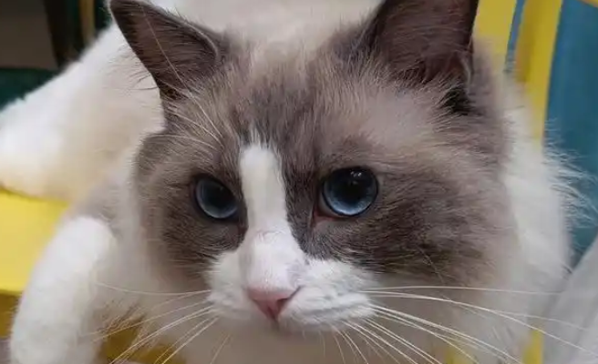佛山三水通报“近百只猫疑被溺死”