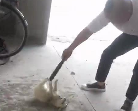 男子选择用高压电棒惩罚小奶狗，受伤的狗狗缩在那里，绝望地呻吟