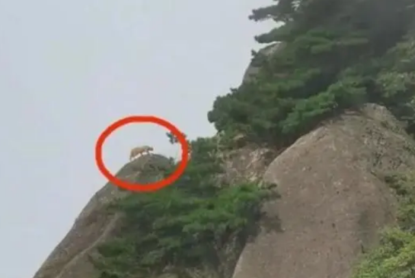 游客在黄山拍到珍稀动物云豹？专家初步判断：是只大橘猫