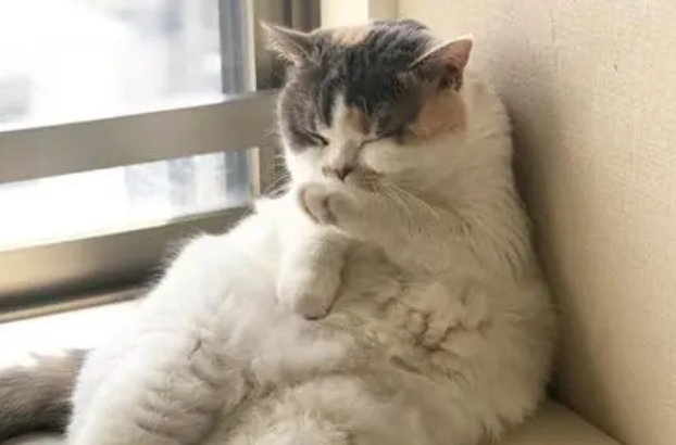 周末的猫咪活力满满，搞乱屋子却不承认，主人：真是又爱又恨