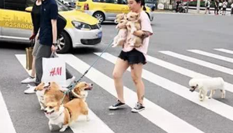 牵着五只柯基出门，身后还跟着只泰迪，路人纷纷侧目：啥家庭啊？