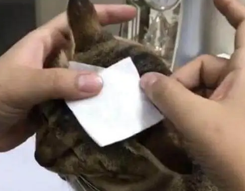 换了玻璃窗户导致猫主子受伤，看这眼神，应该是摊上事儿了 