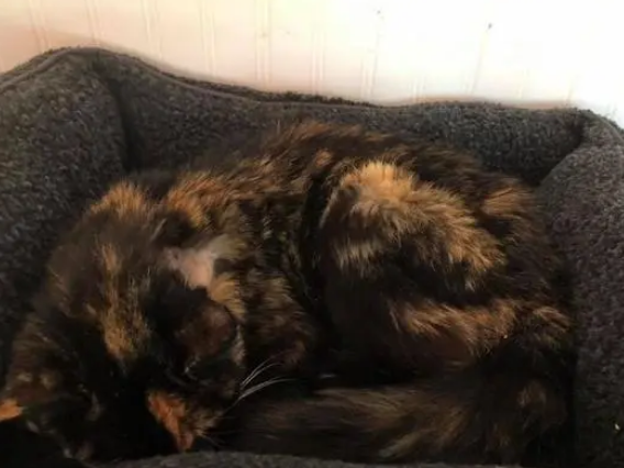 猫咪走丢十年，被主人找到后却查出身体有病，6天后生命终结
