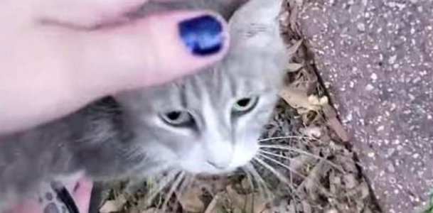 流浪猫妈妈遇到好人，隔天介绍给小猫：孩子们快出来 