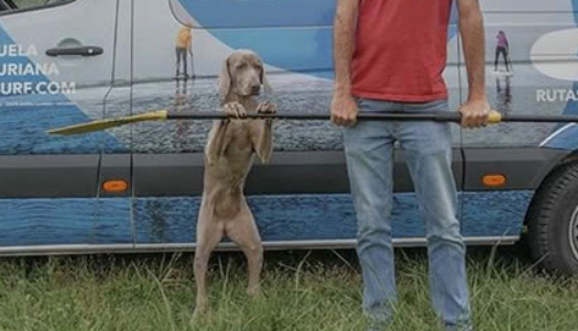 牧羊犬跟主人开车旅游，法斗的选择却不同：这才是咸鱼的度假方式