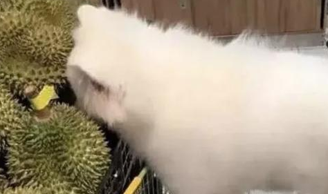 竟然爱吃榴莲？绝对的吃货，极品萨摩耶 