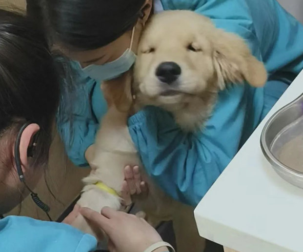 主人带小鸡毛去打针，狗子不吵不闹乖乖闭眼…心都化啦