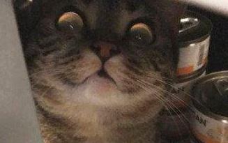 吃货猫主子偷罐头被主人发现，一脸凶相太嘚瑟，猫主子：你瞅啥？