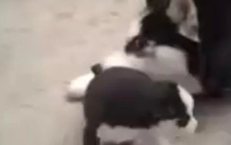 哈士奇生完孩子闲的无聊，想跟孩子玩一玩，可孩子却觉得它傻了