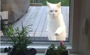 喂了一次流浪猫，就给自己摊上事，猫咪每天理直气壮的来讨食 
