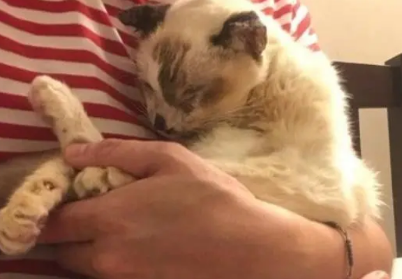 猫咪临终前不能动，主人含泪演奏歌曲，猫咪在主人的歌声中离去