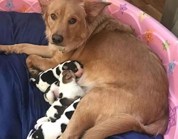 黄金猎犬生下奇异后代 一窝“奶牛”让新主人惊呆