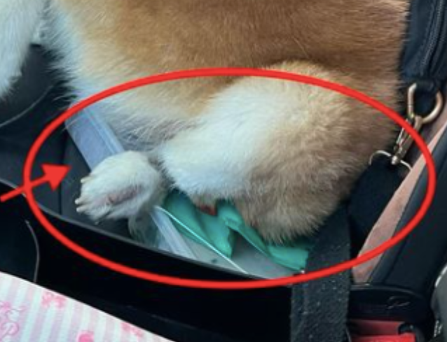 便当不见了，直到妹子看到柴犬屁股下面压着的一坨：加料了？