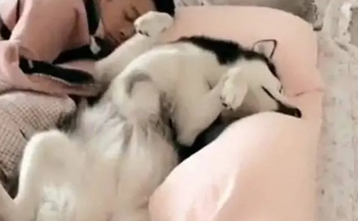 女主人下班回家，发现哈士奇和男友的睡姿后，瞬间笑喷