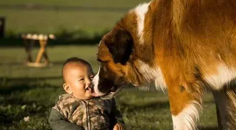 两只牧羊犬当起看护小主人的任务，狗狗对宝宝的举动太暖心了！