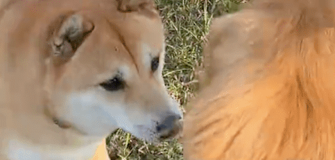柴犬没有拴牵引绳，跑到金毛面前挑衅，结果被咬后吓得嗷嗷直叫！