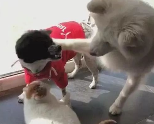 猫咪被邻居狗狗欺负，萨摩耶实力镇压，萨摩：小样，欺负我大哥？