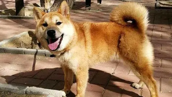 主人带柴犬到公园拴在树上，然后去和别人聊天了，柴犬：我咋办？