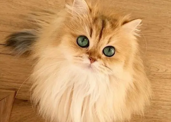 美貌出众的网红猫，绿宝石一样的眼睛太迷人，拥有百万粉丝