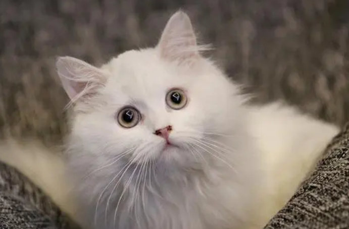 意研究表明宠物猫会模仿：主人贪吃猫也会变胖
