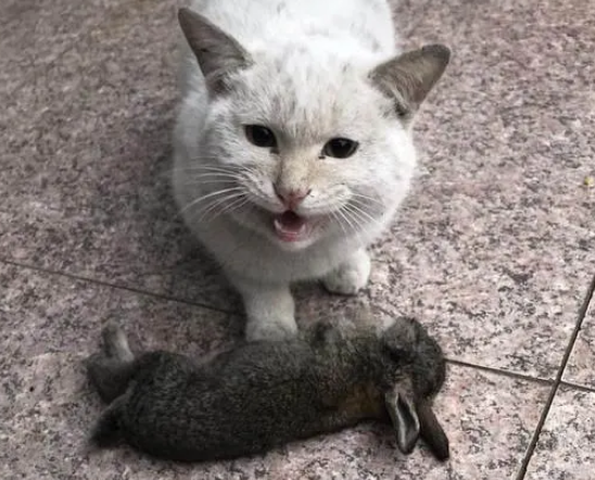 猫抓了地里的老鼠，竟然开始抓兔子，猫:本喵也能养家