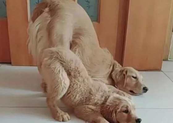 小金毛犯错，狗妈妈让它把屁股撅起来挨打，主人看见笑喷了！