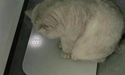 猫咪自己去称体重，看到数字后立刻向主人炫耀：你看我比你瘦~