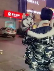 男子抱着二哈走了一公里，一路引起路人的围观，问了原因后笑岔气 