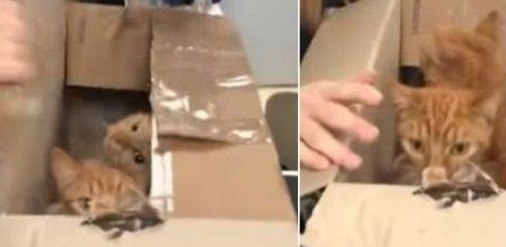 英国出现虐猫事件，密封纸箱中装着11只猫，猫咪差点被闷死