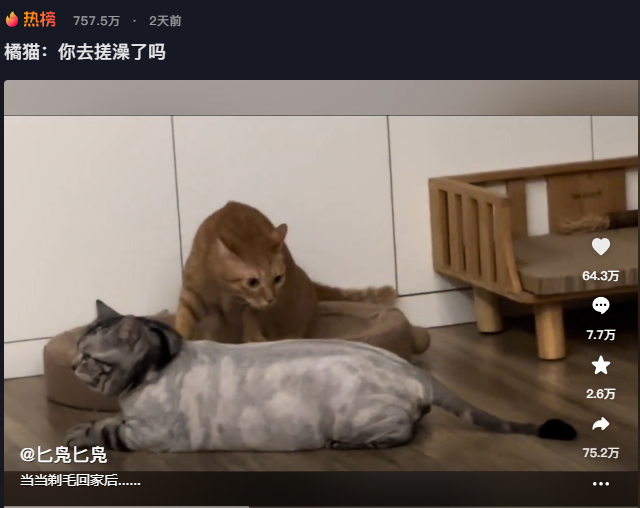 橘猫与灰猫的“无毛惊喜”！橘猫:你去搓澡了吗？