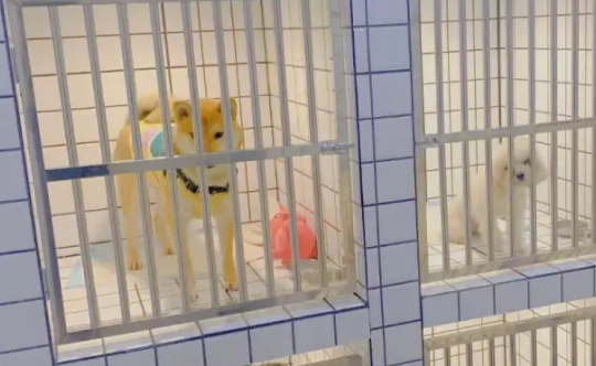 春节寄养一只猫要上万元，宠物寄养标准急需细化
