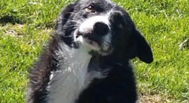 被送走的牧羊犬，徒步走400公里回到主人身边，再重逢时令人感动