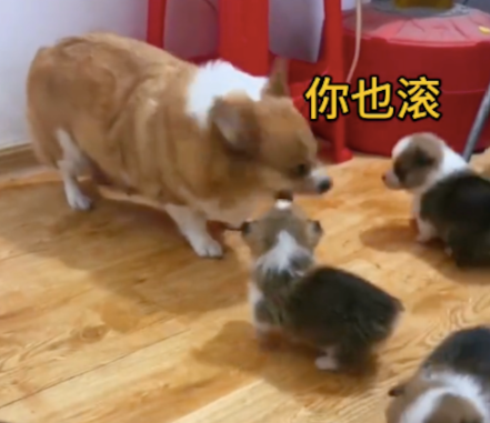 刚开始还护崽的狗妈，现在却凶狠的不让小狗们靠近！