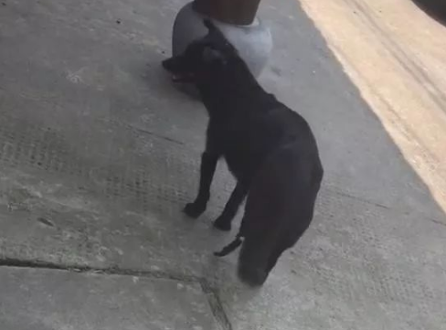 即便是断了腿，这狗看到喂养它的人时也漏出了笑容
