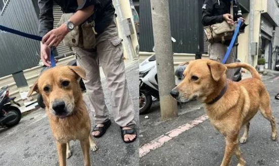 狗子连续三天被涂满红漆，看到人依然狂摇尾巴…它还相信人类