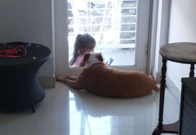 家中狗狗和门外陌生小女孩隔着玻璃门坐在一起看手机，画面好有爱